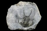 Ceratarges Trilobite With Spines-On-Spines - Zireg, Morocco #178103-2